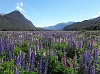 Swathe of Lupins